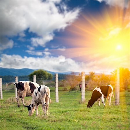 simsearch:400-06330197,k - cow in the farm with sunset background outdoor. Photographie de stock - Aubaine LD & Abonnement, Code: 400-04764333