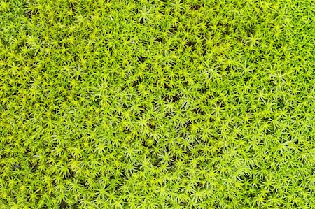 Soil surface covered with green northern moss - a background Photographie de stock - Aubaine LD & Abonnement, Code: 400-04764428