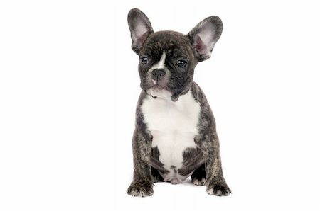 simsearch:400-04227801,k - French Bulldog puppy in front of a white background. Stockbilder - Microstock & Abonnement, Bildnummer: 400-04764505