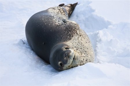 simsearch:400-07087477,k - The grey seal has a rest  in Antarctica Foto de stock - Royalty-Free Super Valor e Assinatura, Número: 400-04764558