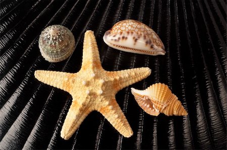 simsearch:400-04638537,k - Starfish and three seashells over black glossy shell background Photographie de stock - Aubaine LD & Abonnement, Code: 400-04764967