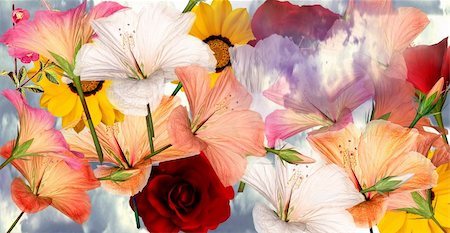 a mix of vibrant flowers for scrapbooking and collage crafts Foto de stock - Super Valor sin royalties y Suscripción, Código: 400-04765270