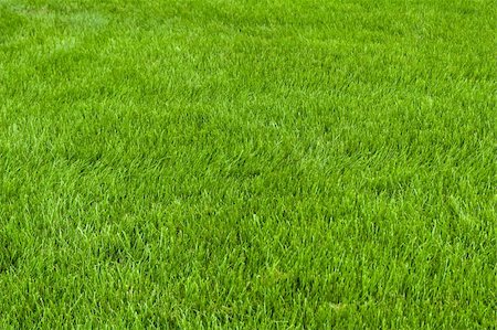 Neatly cut grass. Full frame short with wide depth of field. Photographie de stock - Aubaine LD & Abonnement, Code: 400-04765824