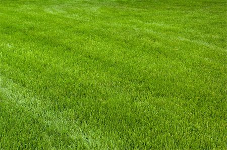 Neatly cut grass. Full frame short with wide depth of field. Photographie de stock - Aubaine LD & Abonnement, Code: 400-04765822