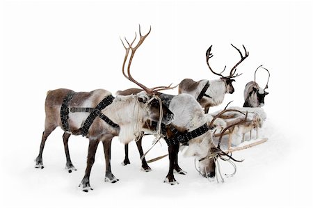 Four reindeers stand to harnesses in winter. Fotografie stock - Microstock e Abbonamento, Codice: 400-04765845