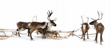 Four reindeers stand to harnesses in winter. Fotografie stock - Microstock e Abbonamento, Codice: 400-04765846