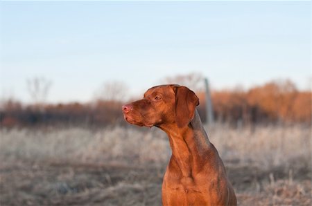 simsearch:400-04746113,k - A portrait of a sitting Vizsla dog in a field the spring. Foto de stock - Royalty-Free Super Valor e Assinatura, Número: 400-04765885