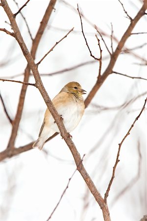 simsearch:400-04604346,k - Wild American Goldfinch Male in Winter ( non-breeding ) Plumage in the Snow.  Bird is perched on a branch with little snow flakes on Feathers.  Bird's beak is open. Photographie de stock - Aubaine LD & Abonnement, Code: 400-04766129