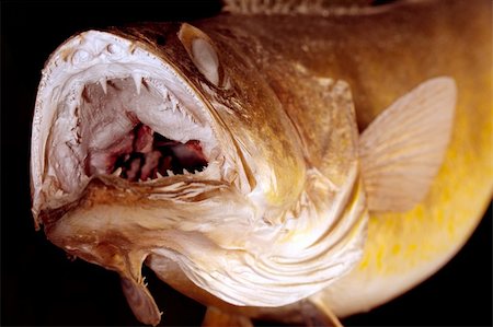 Walleye Pike game fish ready to strike.  The fish's mouth is open showing multiple rows of teeth. Photographie de stock - Aubaine LD & Abonnement, Code: 400-04766139