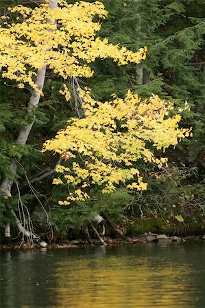 Golden aspen leaves against a dark green balsam background with reflections of gold on the water. Photographie de stock - Aubaine LD & Abonnement, Code: 400-04766144