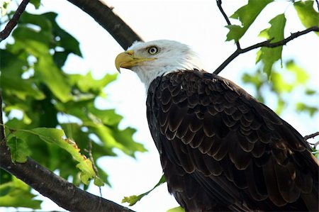 simsearch:400-06330771,k - Bald Eagle Perched in a Tree in Northern Wisconsin. Foto de stock - Super Valor sin royalties y Suscripción, Código: 400-04766146
