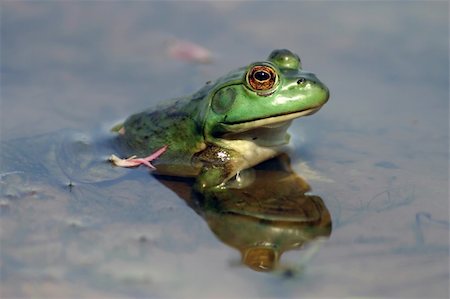 American Bullfrog in a still pond showing it's reflections.  This frog was located in a pond in Ohio. Stock Photo - Budget Royalty-Free & Subscription, Code: 400-04766143