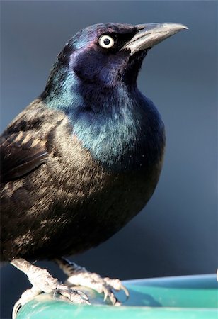 simsearch:400-06430581,k - Beautiful Common Grackle Closeup showing the bird's iridescent black feathers with blue head and a yellow eye.  This bird was at a bird feeder in Ohio. Photographie de stock - Aubaine LD & Abonnement, Code: 400-04766153