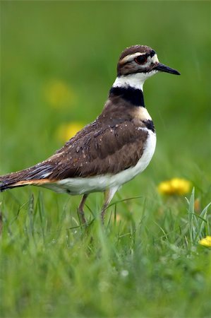 pluvier - Extremely detailed photo of a Killdeer in the rain.  You can see individual water droplets on the birds body and head.  The bird was located in an Ohio farm pasture. Photographie de stock - Aubaine LD & Abonnement, Code: 400-04766164