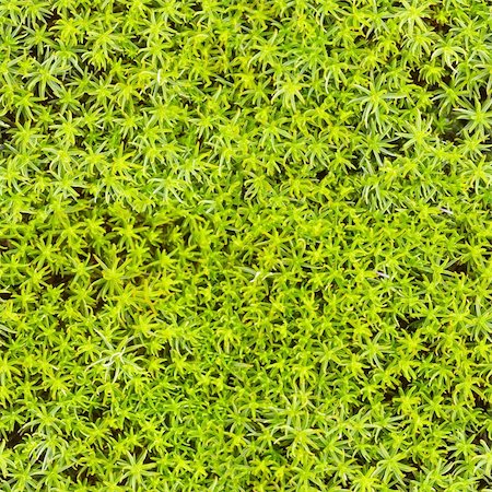 Seamless texture - marsh vegetation - moss green Stock Photo - Budget Royalty-Free & Subscription, Code: 400-04766907