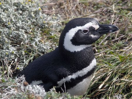 simsearch:400-06639015,k - Adelie, Gentoo and Magellan Penguins encountered on my last trip to the antarctica Stock Photo - Budget Royalty-Free & Subscription, Code: 400-04767004