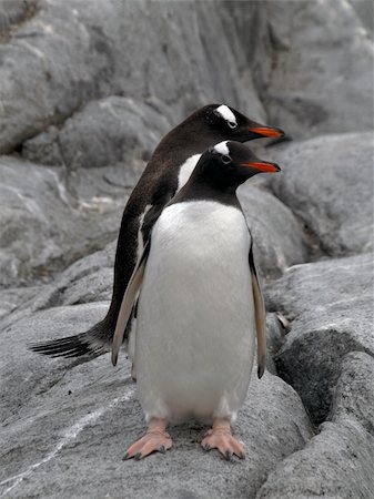 simsearch:400-06069156,k - Adelie, Gentoo and Magellan Penguins encountered on my last trip to the antarctica Stock Photo - Budget Royalty-Free & Subscription, Code: 400-04767006