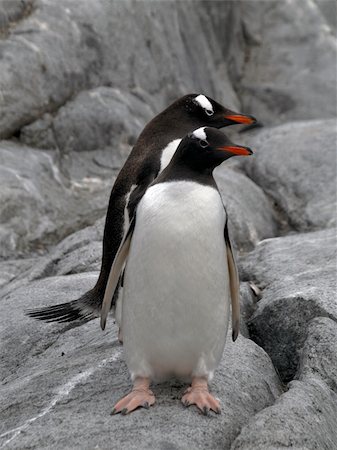 simsearch:400-06069156,k - Adelie, Gentoo and Magellan Penguins encountered on my last trip to the antarctica Foto de stock - Super Valor sin royalties y Suscripción, Código: 400-04767006