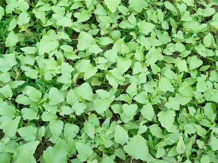 green weeds on floor are close-up seen sheet and ground under them Stockbilder - Microstock & Abonnement, Bildnummer: 400-04767228