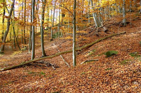 Autumnal trees at park Wilhelmshöhe in Kassel, Germany Foto de stock - Super Valor sin royalties y Suscripción, Código: 400-04767300