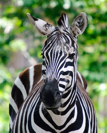 Close-up picture of a zebra on a sunny day Stock Photo - Budget Royalty-Free & Subscription, Code: 400-04767380