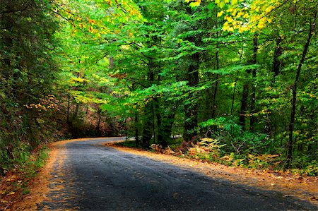 simsearch:400-07821662,k - Beautiful view over a road in the woods with autumn fall colors. Geres National Park, Portugal. Stock Photo - Budget Royalty-Free & Subscription, Code: 400-04767455