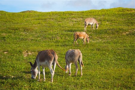 simsearch:841-06806262,k - Four donkeys feeding on green grass. Foto de stock - Royalty-Free Super Valor e Assinatura, Número: 400-04767499