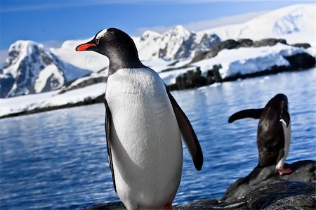 simsearch:400-04299219,k - two penguins resting on the stony coast of Antarctica Stock Photo - Budget Royalty-Free & Subscription, Code: 400-04767621