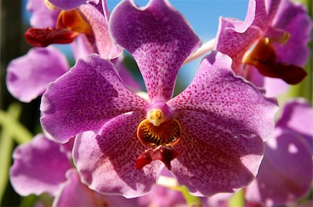 Wild orchids of high-mountainous Borneo. The paradise fallen asleep butterflies. Foto de stock - Super Valor sin royalties y Suscripción, Código: 400-04767764