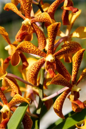 Wild orchids of high-mountainous Borneo. The paradise fallen asleep butterflies. Foto de stock - Super Valor sin royalties y Suscripción, Código: 400-04767765