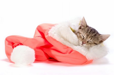 the  kitten sleeping in the Santa's cap Photographie de stock - Aubaine LD & Abonnement, Code: 400-04767818