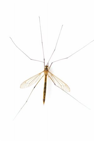 little mosquito on the white ground macro Stock Photo - Budget Royalty-Free & Subscription, Code: 400-04767820