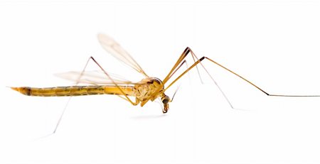 little mosquito on the white ground macro Stock Photo - Budget Royalty-Free & Subscription, Code: 400-04767821