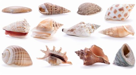 different sea shells on white background Stock Photo - Budget Royalty-Free & Subscription, Code: 400-04767845