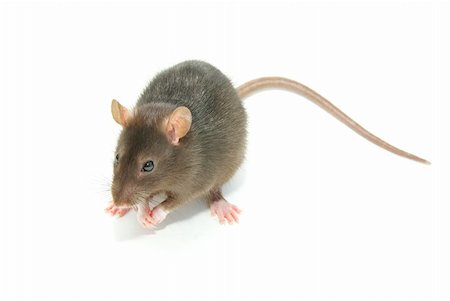 simsearch:400-04719873,k - funny rat  isolated on white background Stock Photo - Budget Royalty-Free & Subscription, Code: 400-04767869