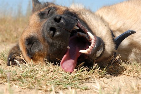 sheep dog portraits - portrait of a purebred belgian sheepdog malinois Photographie de stock - Aubaine LD & Abonnement, Code: 400-04767905