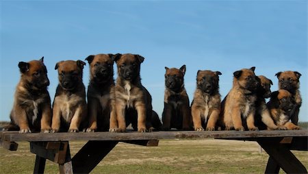 simsearch:400-04767909,k - ten puppies purebred belgian shepherds malinois on a table Foto de stock - Super Valor sin royalties y Suscripción, Código: 400-04767909