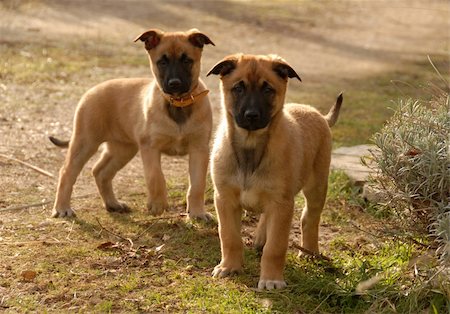 simsearch:400-04767909,k - two young puppies purebred belgian shepherds malinois Foto de stock - Super Valor sin royalties y Suscripción, Código: 400-04767912