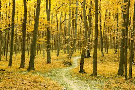 simsearch:400-07255480,k - a path is in the autumn forest Stock Photo - Budget Royalty-Free & Subscription, Code: 400-04768014