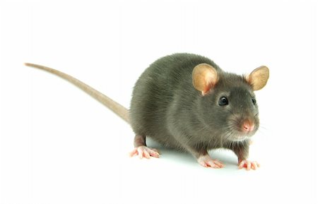 simsearch:400-04719873,k - funny rat  isolated on white background Stock Photo - Budget Royalty-Free & Subscription, Code: 400-04768024