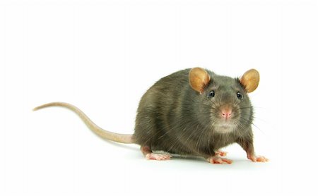 simsearch:400-04719873,k - funny rat  isolated on white background Stock Photo - Budget Royalty-Free & Subscription, Code: 400-04768025