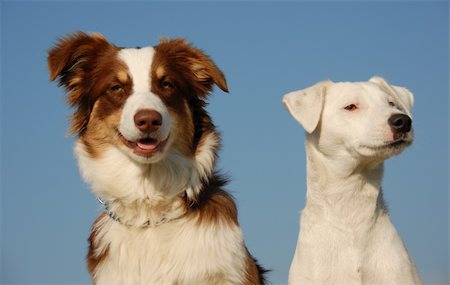 simsearch:400-04767909,k - portrait of a  purebred jack russel terrier and a puppy australian shepherd Foto de stock - Royalty-Free Super Valor e Assinatura, Número: 400-04768058