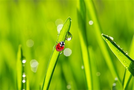 simsearch:400-05883361,k - red ladybug on green grass isolated Photographie de stock - Aubaine LD & Abonnement, Code: 400-04768082