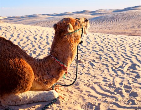 simsearch:400-04231678,k - Camel in harness lying on the sand in the Sahara desert, close-up Photographie de stock - Aubaine LD & Abonnement, Code: 400-04768596