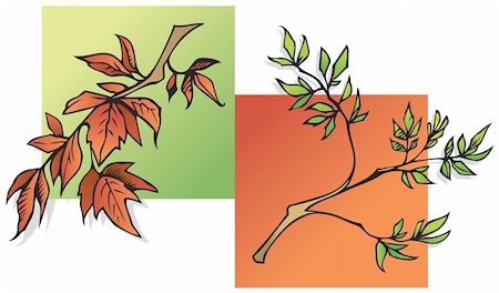 simsearch:400-05704843,k - Summer and Autumn leaves, two seasons, green and red, vector illustration Stockbilder - Microstock & Abonnement, Bildnummer: 400-04768940