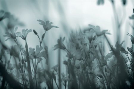 wild chamomiles on a field toned in deep blue and partial blurred Stock Photo - Budget Royalty-Free & Subscription, Code: 400-04768993