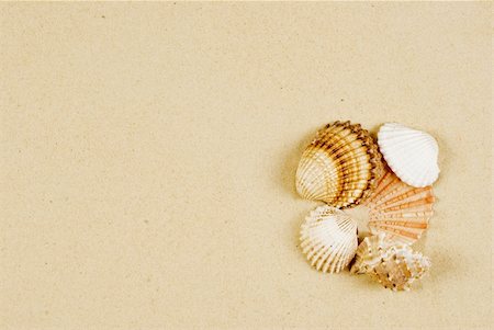 simsearch:400-09237669,k - Holiday's memory - several shells on gold sand Stock Photo - Budget Royalty-Free & Subscription, Code: 400-04769334