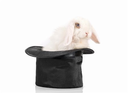 simsearch:400-04322840,k - Little rabbit at black hat isolated on a white background Foto de stock - Super Valor sin royalties y Suscripción, Código: 400-04769819