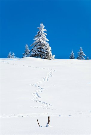 simsearch:400-04639977,k - Winter snowy fir trees on mountainside on blue sky background and trace on snow Photographie de stock - Aubaine LD & Abonnement, Code: 400-04760083