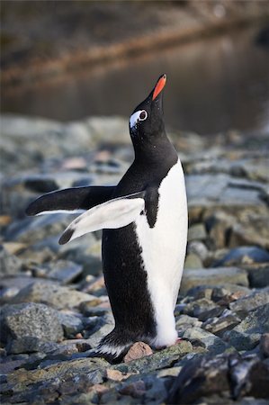 simsearch:400-04269039,k - black and white penguin on the rocks Fotografie stock - Microstock e Abbonamento, Codice: 400-04760143